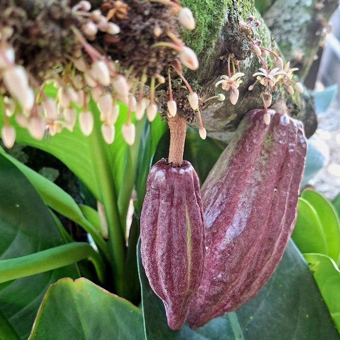 Everyday Cacao | Premium Drinking Cacao